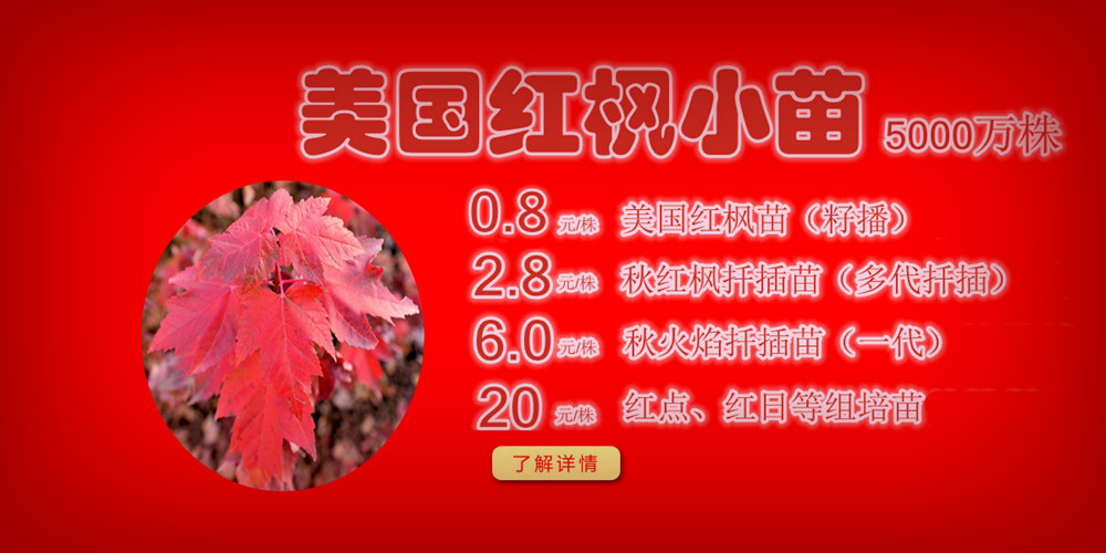 夕陽紅、十月光輝、紅點紅楓、美國紅楓小苗質佳價平回饋廣大客戶，接受2017-2018季苗預定！